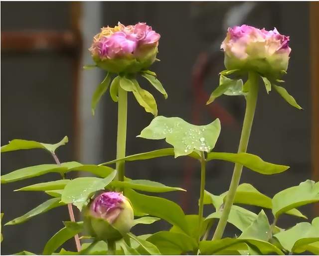 春满怀宁百花开，保藏那份春游怀宁赏花攻略，带你玩转怀宁的春天！