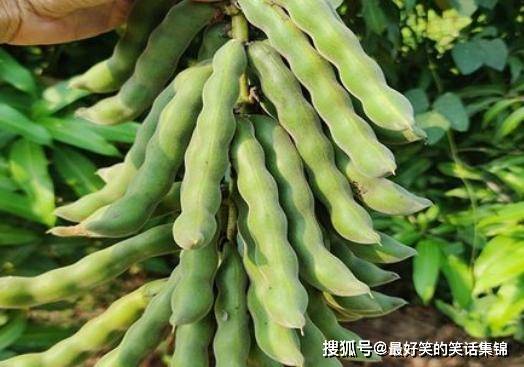 世界上最毒的5种蔬菜，被称为安康“杀手”，你家是不是天天吃？