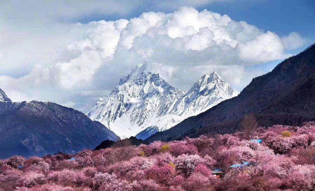 遇间旅游 - 三月必去赏花地「西藏林芝」解锁雪山下的桃花盛景！