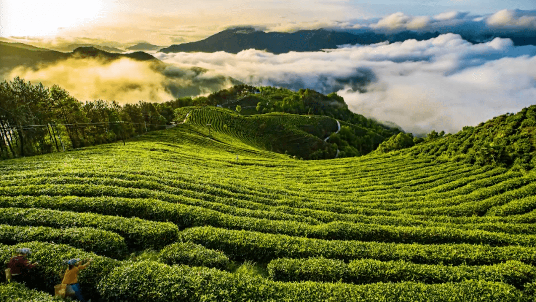 春入巴山丨那条绝美景不雅大道带你畅游金色油菜花海……