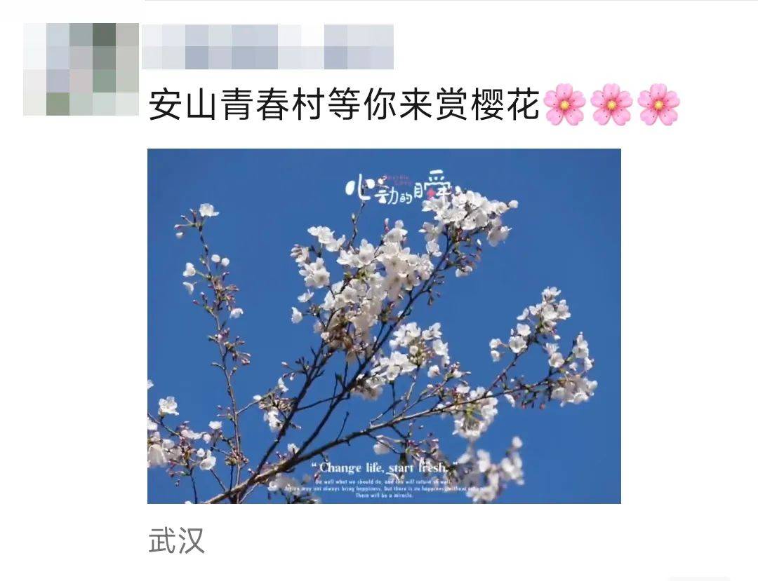 江夏安山的樱花冷艳出圈！网友：好想去！