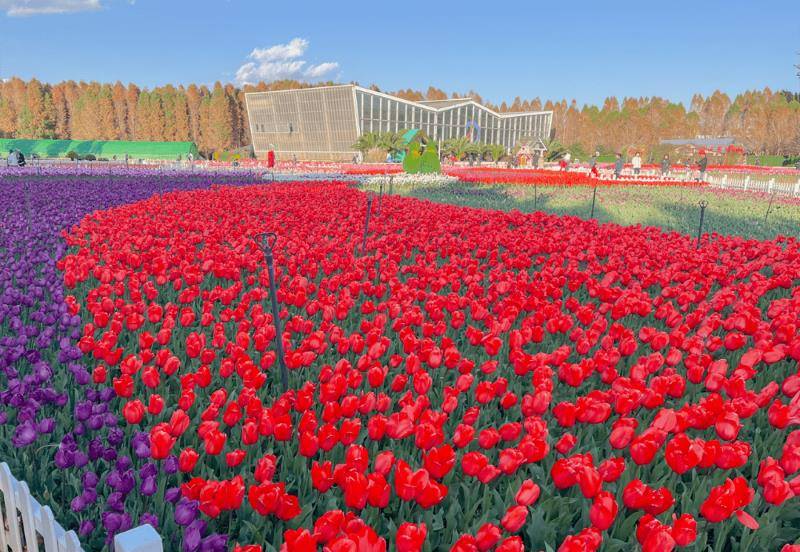 2023年昆明3月春城踏春赏花十大地点保举