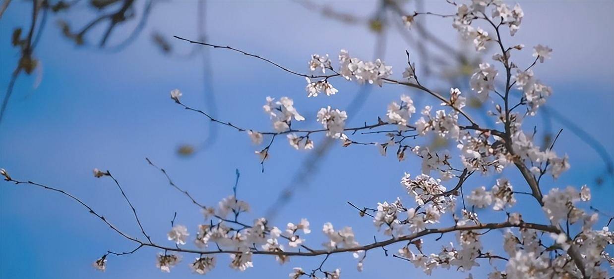 济南醒美樱花季来啦，你筹办好了吗？最全打卡攻略请保藏！