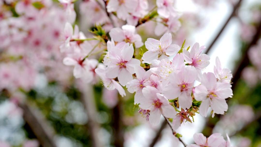 红包、盲盒已到货！上海樱花节网友限制福利来了