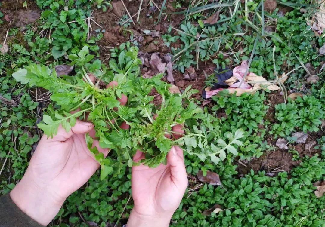 春天多补钙，那4种野菜含钙高，出格是第二种，麦田里一摘一大篓