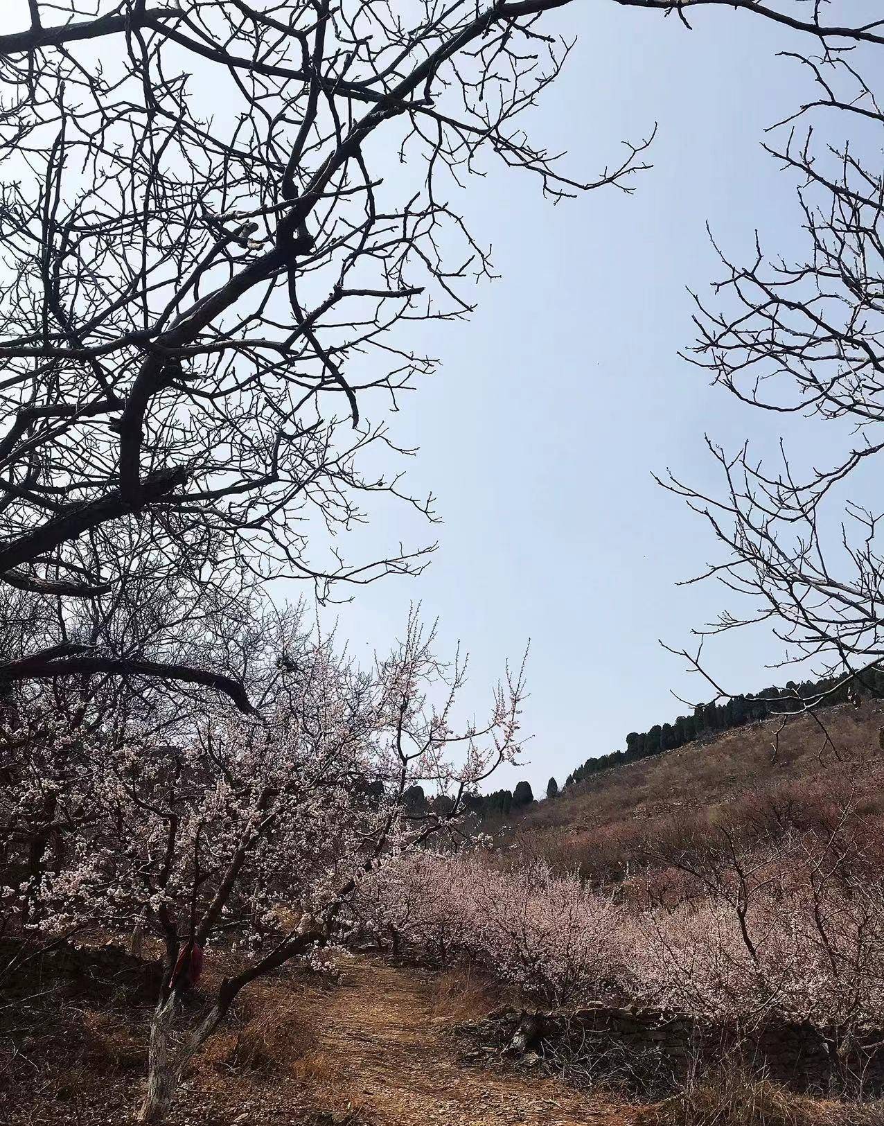 济南近郊一日游之赏杏花攀山头钻子房洞打泉水逛大集~