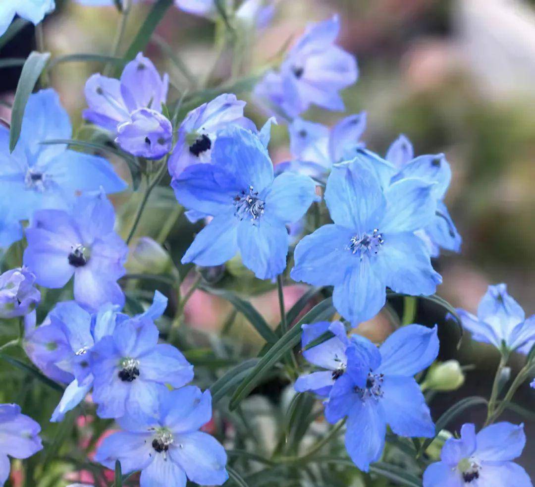 六出花、蓝盆花、飞燕草，你想问的养护问题那里都有