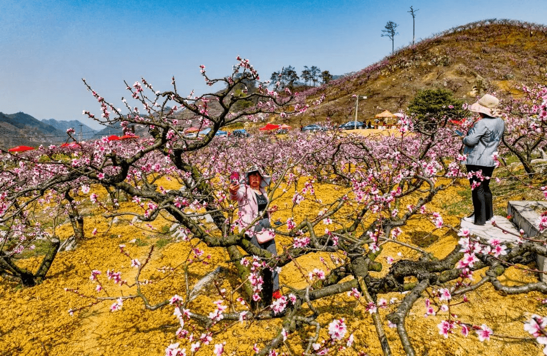 多彩贵州·花漾中国丨藏在贵州的春天·黔西南篇