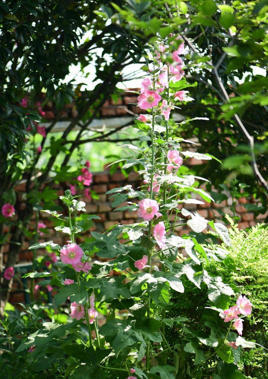 初夏的河马花园，清冷低维护形式开启 -园丁