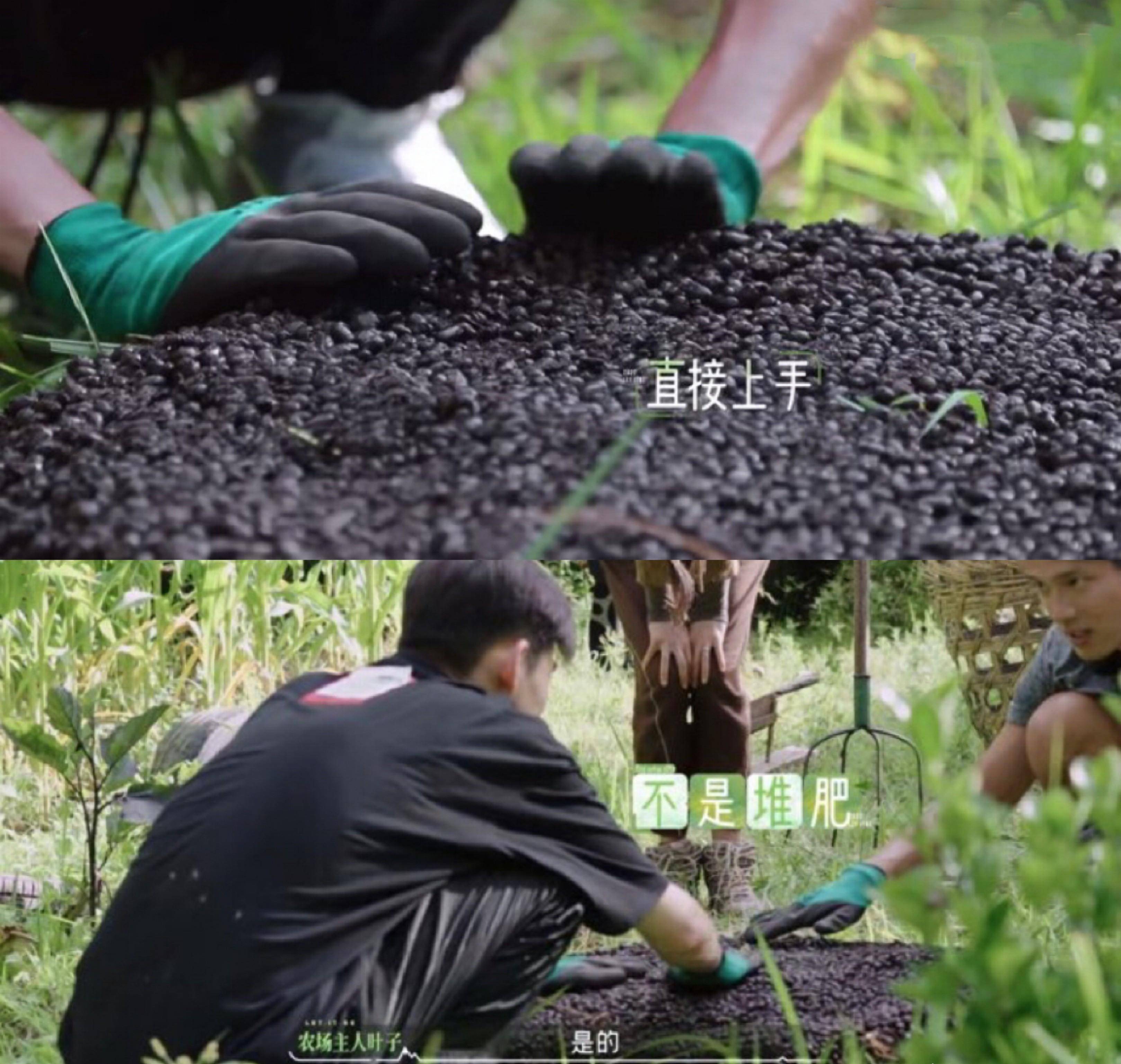 湖南卫视太牛了，让明星掏粪、捉虫、拔草，如斯接地气的综艺少见