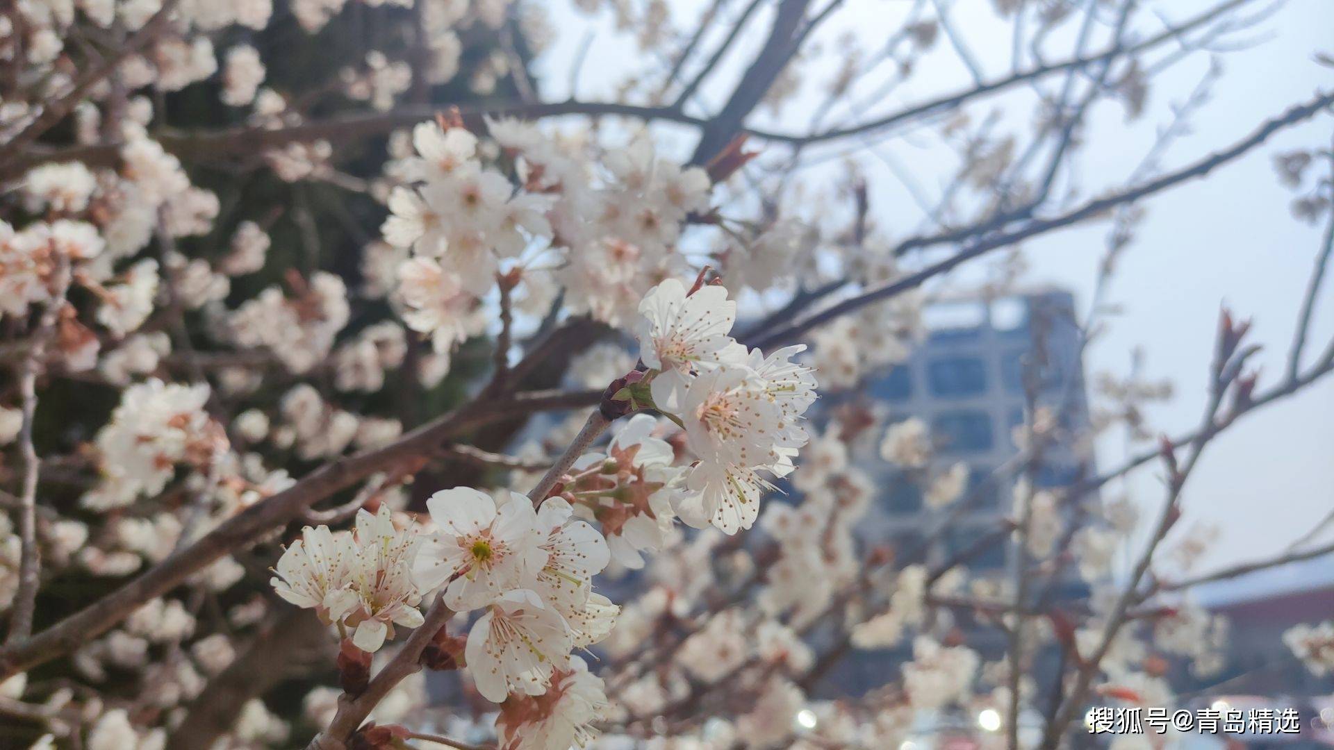 讲个大白，樱花和樱桃花到底有何区别