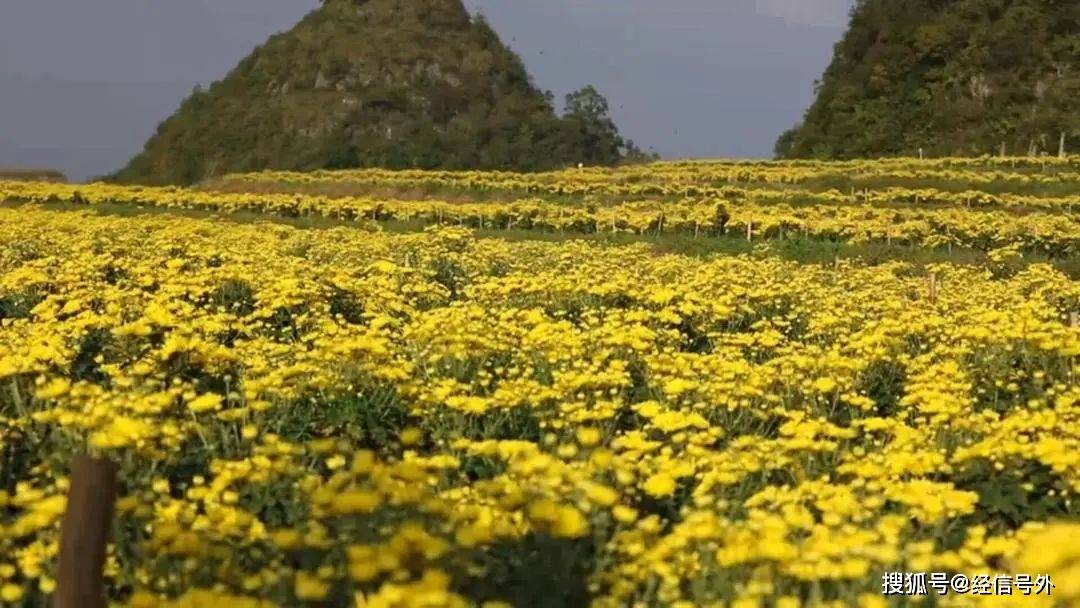 “心花怒放·大美修文”赏花攻略