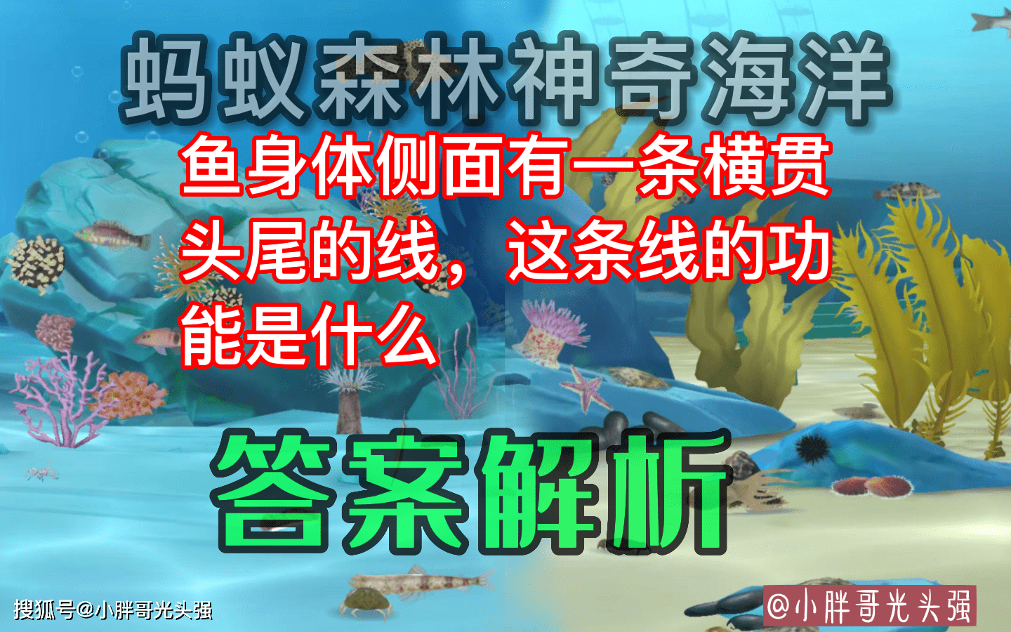 鱼身体侧面有一条横贯头尾的线，那条线功用是？蚂蚁丛林奇异海洋