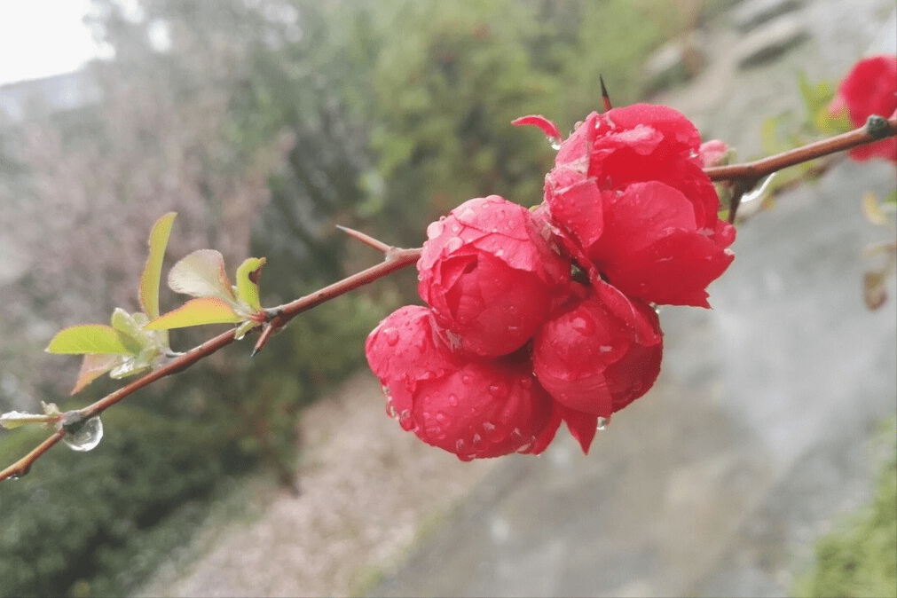 “清明雨打坟，功德要临门”，明日清明节，上坟下雨实的好吗？