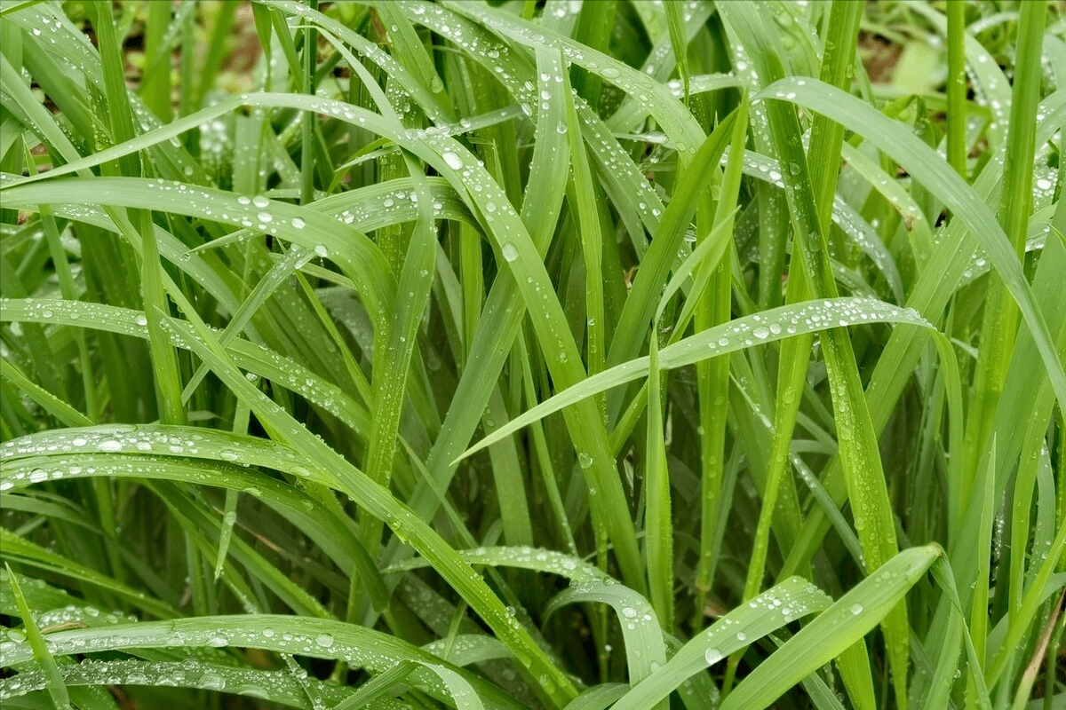 “清明雨打坟，功德要临门”，明日清明节，上坟下雨实的好吗？