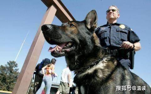 1998年美国温顺杂交犬深夜将女主熬煎致死，背后原因令人心酸