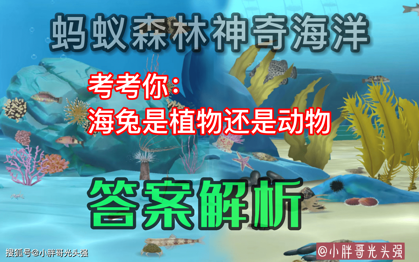 考考你：海兔是动物仍是动物？蚂蚁丛林奇异海洋