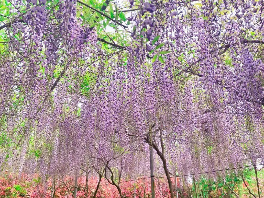 属于你的紫色浪漫！魔都第一波“紫藤花海”已绽放！错过等一年