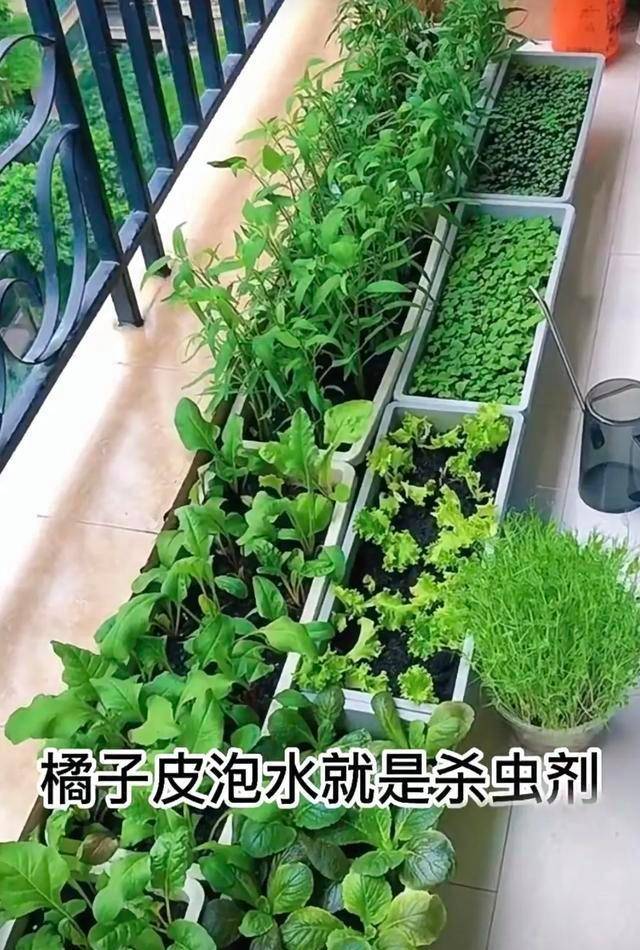 花的尽头是种菜！90后蜜斯姐，用100多个瓶子种蔬菜，都雅适用