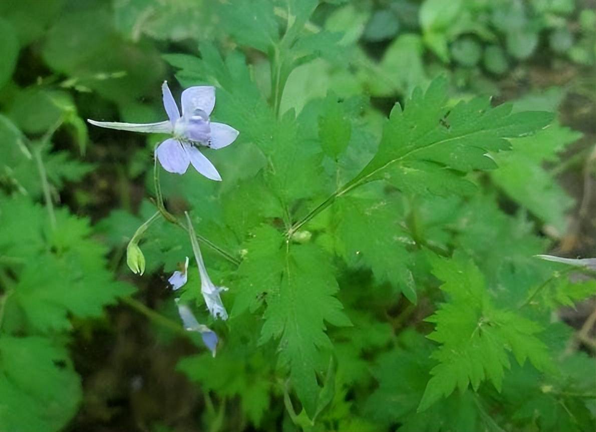 农村人称“还魂草”，全草有毒，却对“风湿”有效果，价值珍贵