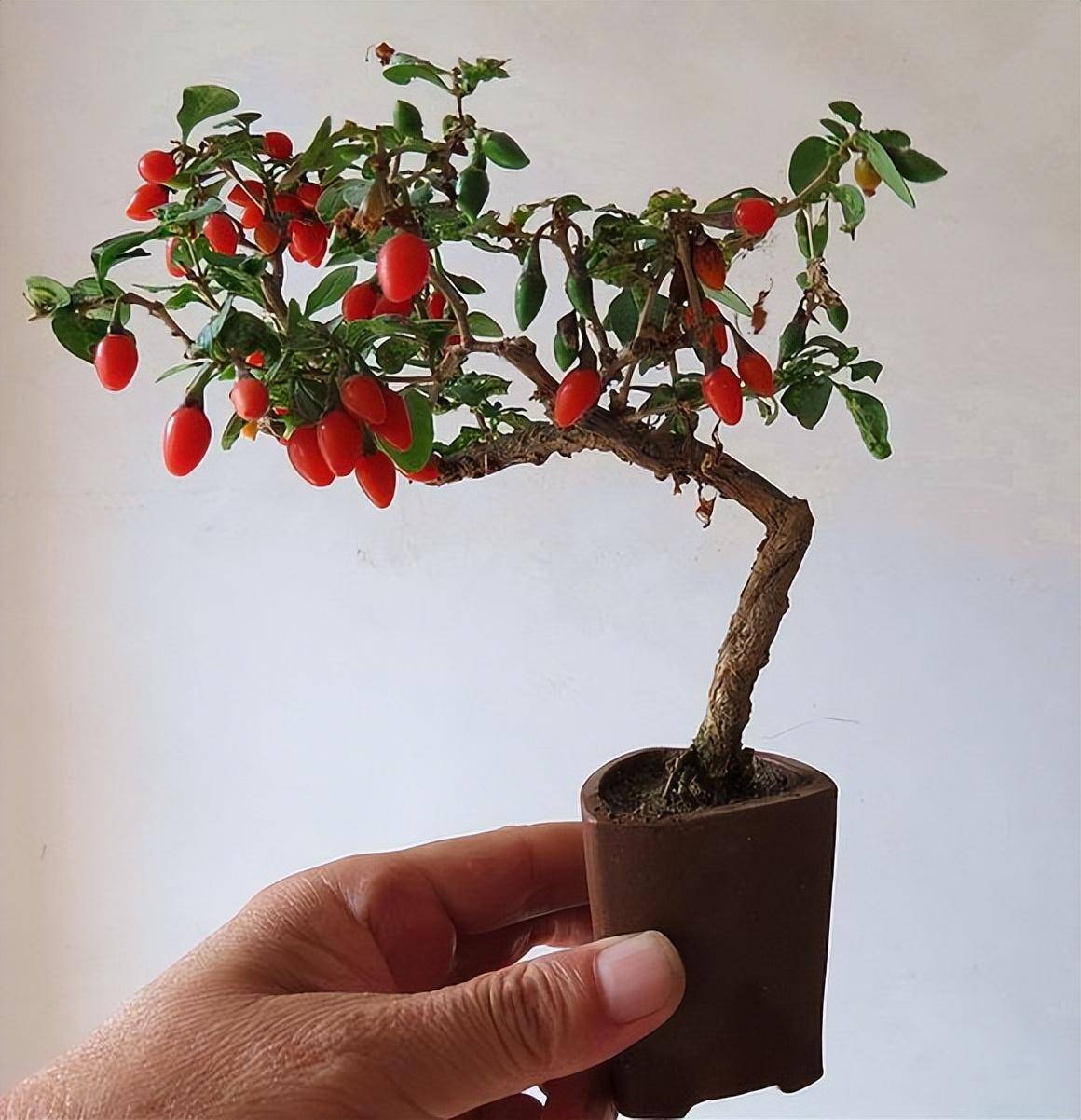 3、 枸杞盆栽