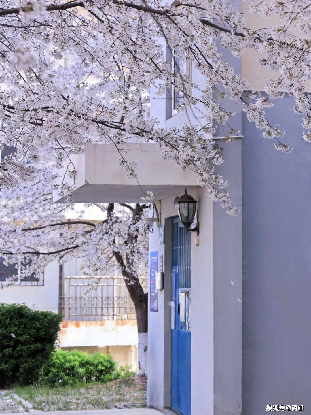 北方樱花之城：4月不来那座樱花开满的城市看看，会遗憾整个春天