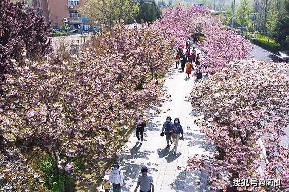 北方樱花之城：4月不来那座樱花开满的城市看看，会遗憾整个春天