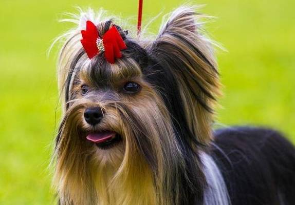 什么狗最好养？这5种不仅性格好，还不掉毛