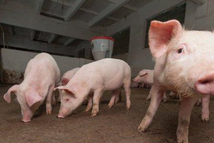 现在农民养猪还能够随便养吗会不会不亚新体育合法？(图2)
