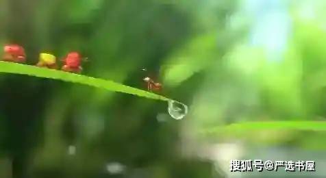 新游下载网小编分享小小蚁国游戏2023最新兑换码是什么