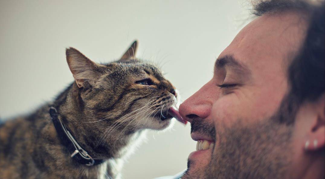 猫咪舔这些地方,是有重要的事情告诉你