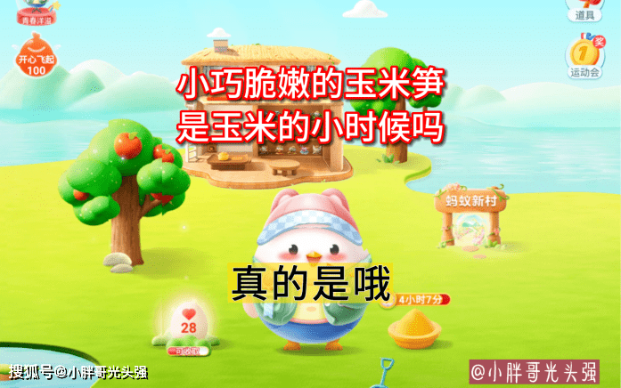 原创小巧脆嫩的玉米笋是玉米的小时候吗？蚂蚁庄园小知识