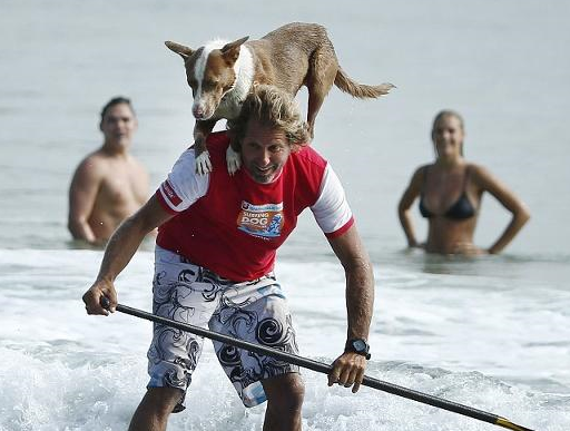 宠物小知识：狗狗的心血管系统的组成以及心血管系统的特征-第4张图片-冲锋网