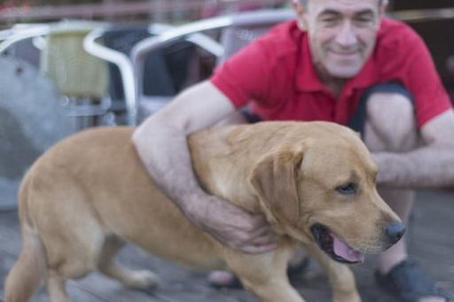 宠物小知识：狗狗的心血管系统的组成以及心血管系统的特征-第2张图片-冲锋网