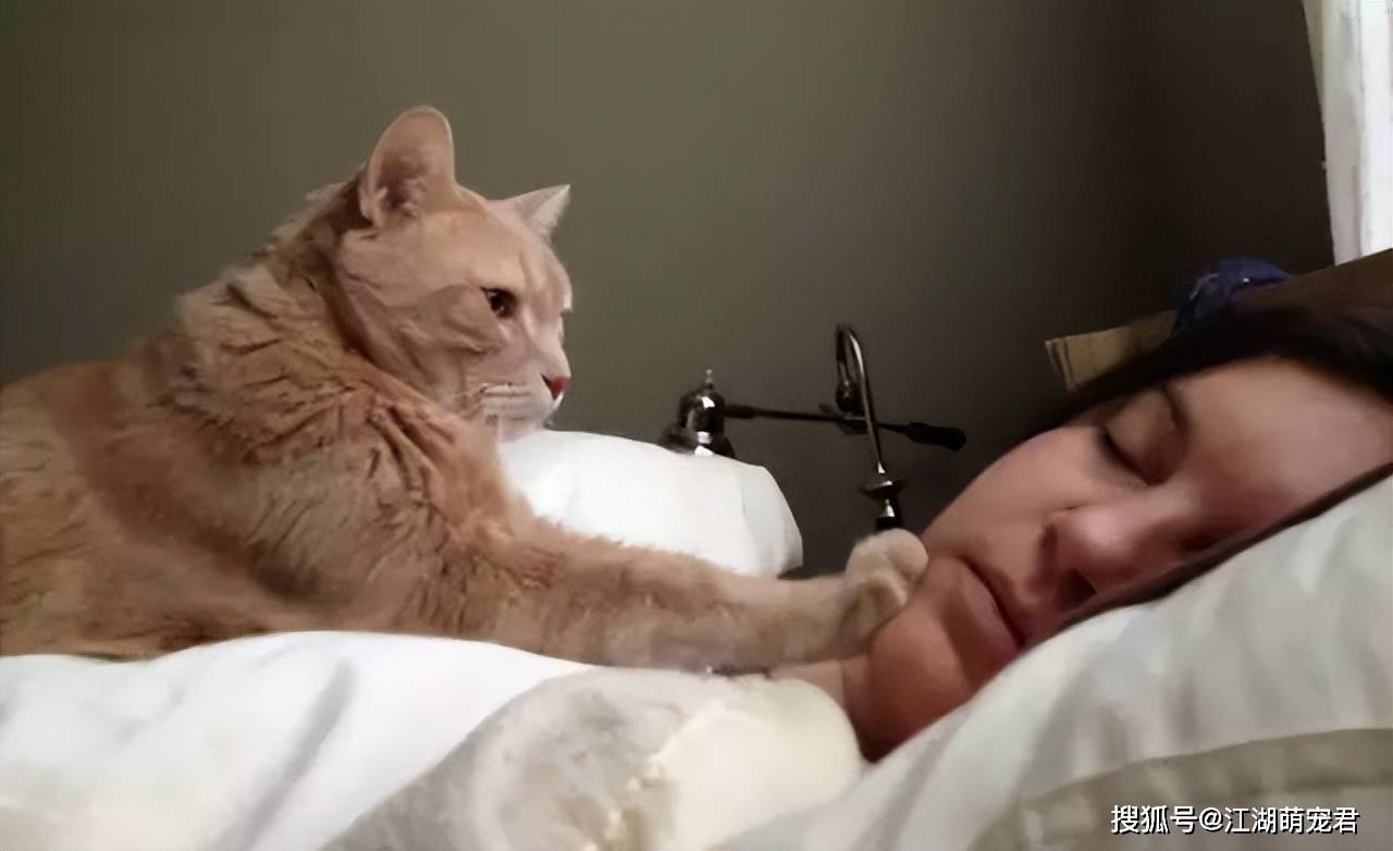 真心求解梦，懂的人进——解析梦中的猫、老鼠与神秘女人
