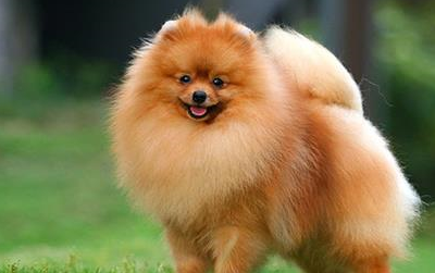 宠物小知识:博美尿桌子上怎么清理,博美尿桌子上了怎么处理-第1张图片-冲锋网 宠物小知识:博美尿桌子上怎么清理,博美尿桌子上了怎么处理-第1张图片-冲锋网