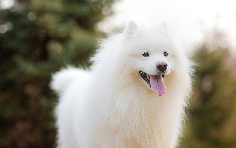 世界上最漂亮的狗品种，世界上颜值最高的狗狗都有哪些！