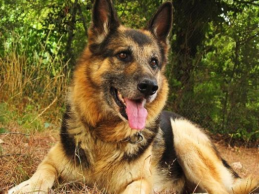 宠物小知识：警用犬的追捕与撕咬训练方式以及训练的注意事项-第4张图片-冲锋网