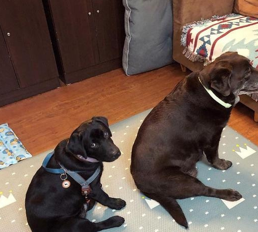 宠物百科，为什么要养拉布拉多条狗作为宠物？智商高，能力强-第8张图片-冲锋网