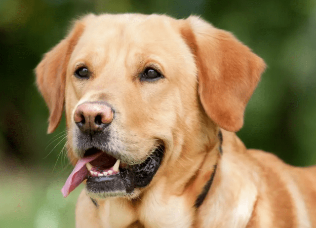 探索拉布拉多冷知识：Wellness宠物科普-第3张图片-冲锋网