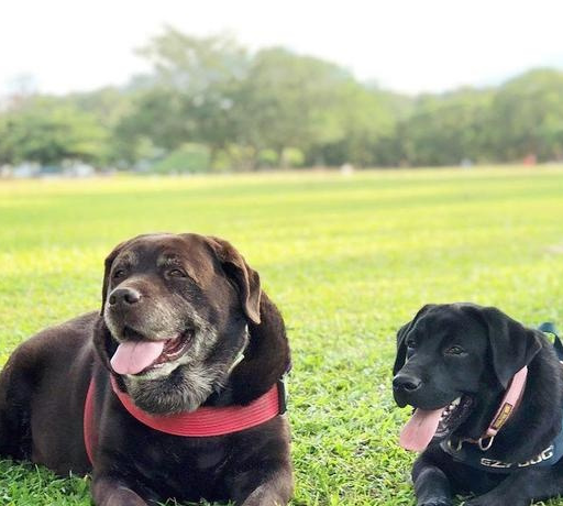 宠物百科，为什么要养拉布拉多条狗作为宠物？智商高，能力强-第6张图片-冲锋网