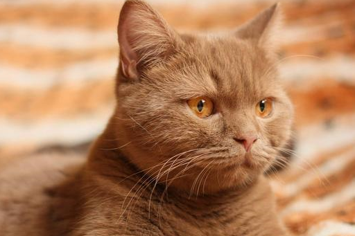 美短和英短的区别，猫咪如何养护，英短哪里买好，宠物小知识分享-第3张图片-冲锋网