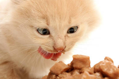 宠物知识分享：猫咪不吃不喝就舔墙，猫咪舔墙该补什么-第4张图片-冲锋网