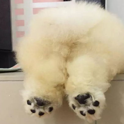 宠物百科：松狮，原来你的本名叫獢獢-第34张图片-冲锋网