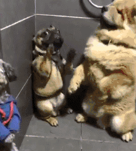 宠物百科：松狮，原来你的本名叫獢獢-第22张图片-冲锋网