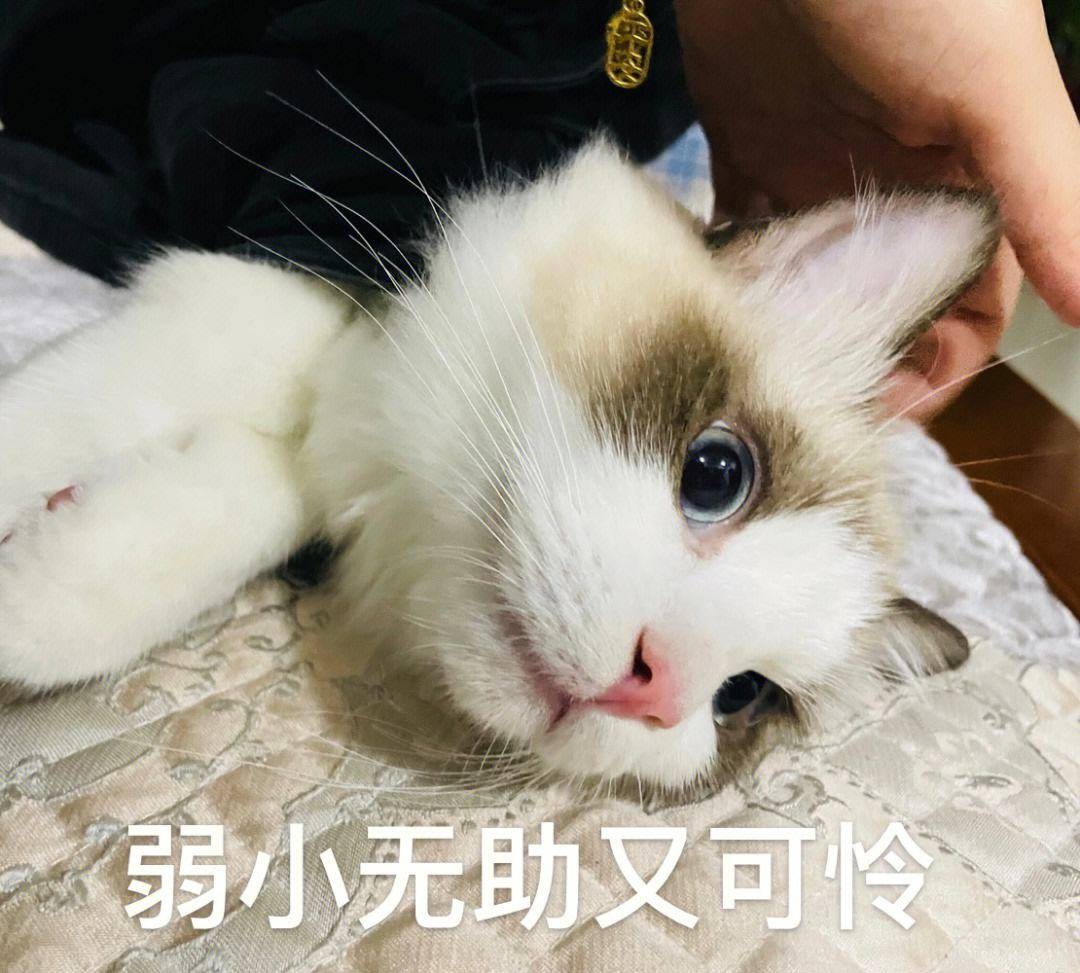 原創笑話十條：大學，我們宿舍有一個女閨蜜，她在網上買了一條裙