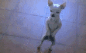 宠物百科：最小的宠物犬之一 吉娃娃-第20张图片-冲锋网