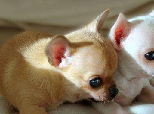 宠物百科：最小的宠物犬之一 吉娃娃-第17张图片-冲锋网