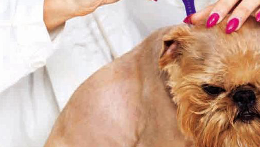 宠物驱虫知识你了解多少？-第2张图片-冲锋网