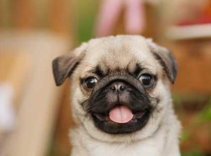 宠物护理：狗贫血的基础知识-第4张图片-冲锋网